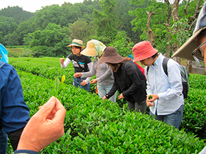 お茶摘み